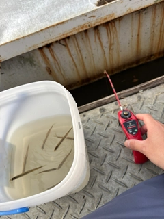 ワカサギの釣果