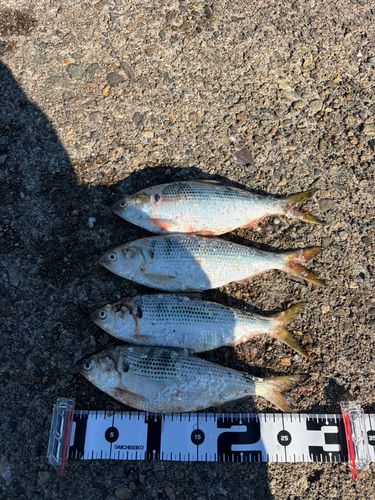 コノシロの釣果