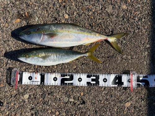 フクラギの釣果