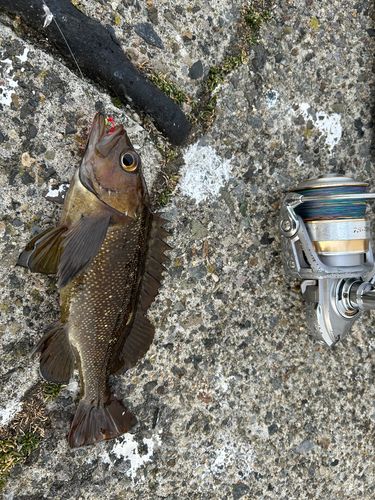 カジカの釣果
