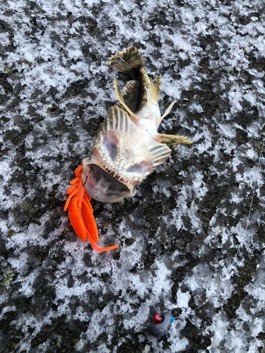 エゾメバルの釣果