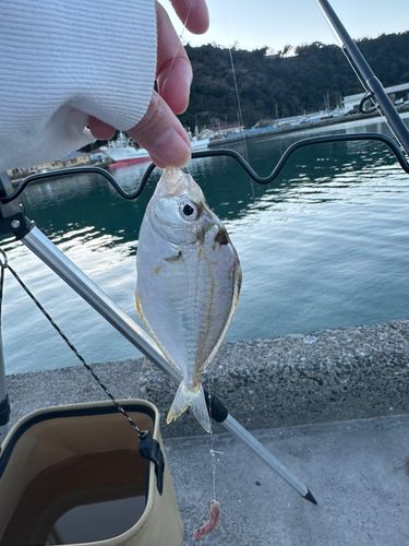 ヒイラギの釣果