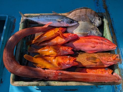 キジハタの釣果