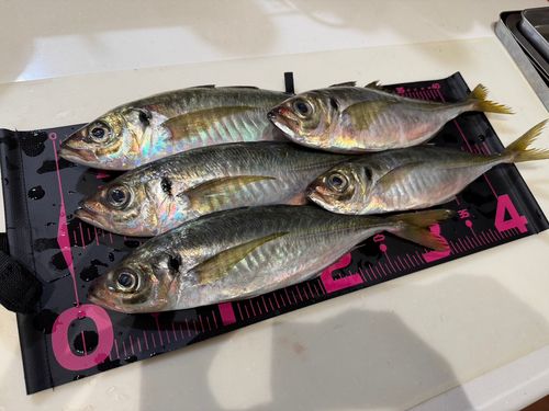 アジの釣果