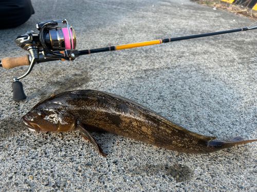アイナメの釣果
