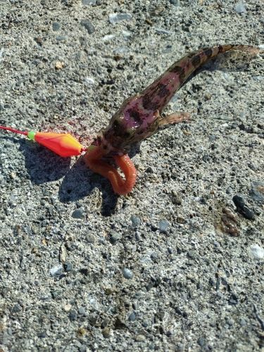 アナハゼの釣果