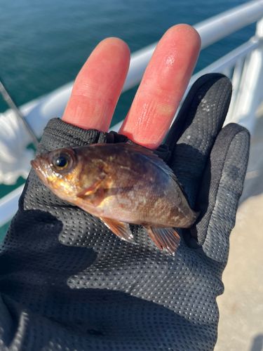 相馬港釣り桟橋