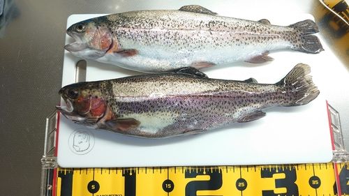 ニジマスの釣果