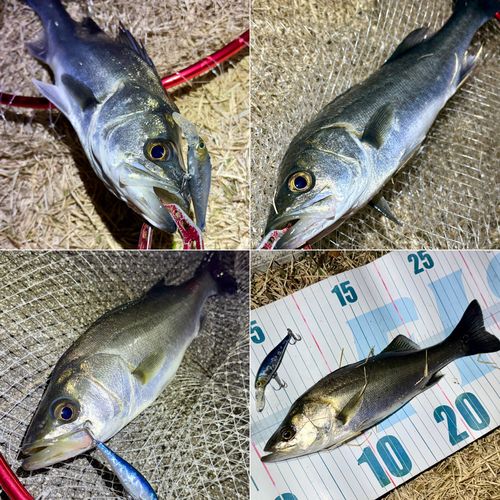 セイゴ（マルスズキ）の釣果