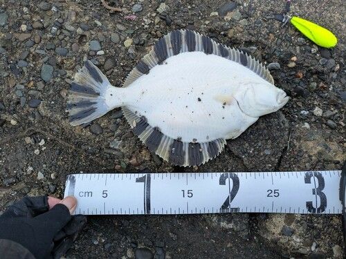 カワガレイの釣果