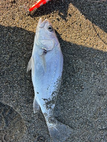 シログチの釣果