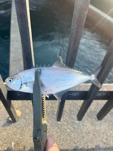 碧南海釣り公園