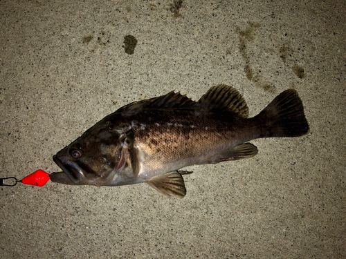 クロソイの釣果