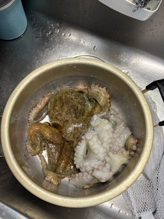タコの釣果