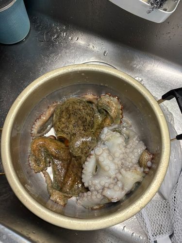 タコの釣果