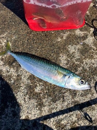 サバの釣果