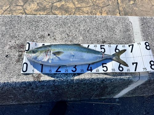 由良海つり公園