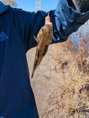 アカハゼの釣果