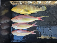 アオハタの釣果