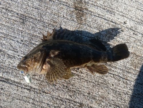 タケノコメバルの釣果