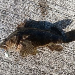 タケノコメバル