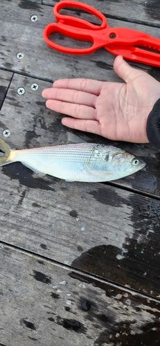 コノシロの釣果