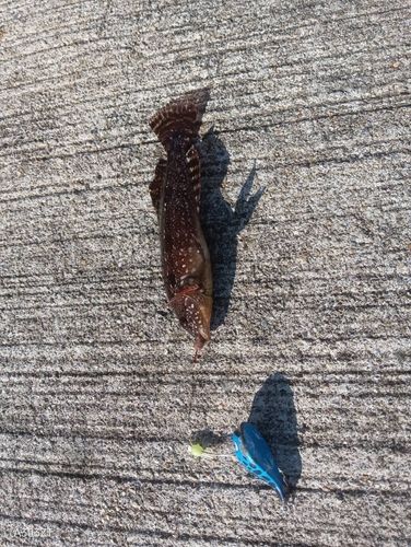 アイナメの釣果