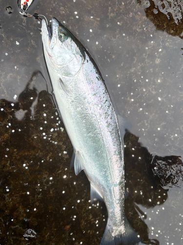 サクラマスの釣果