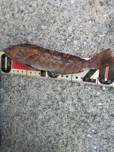 アイナメの釣果