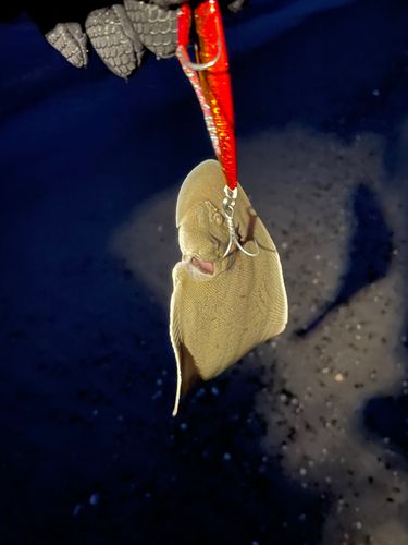 シタビラメの釣果