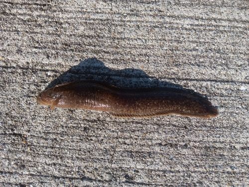 ダイナンギンポの釣果