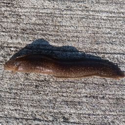 ダイナンギンポ