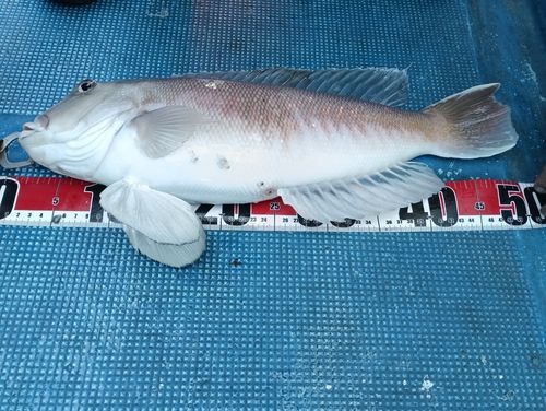 アマダイの釣果