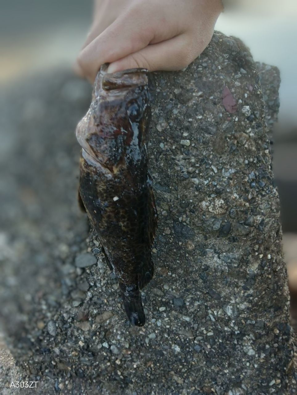 タケノコメバル