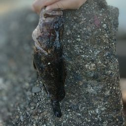 タケノコメバル