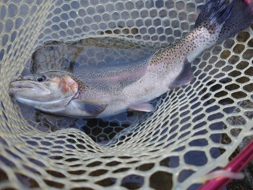 ニジマスの釣果