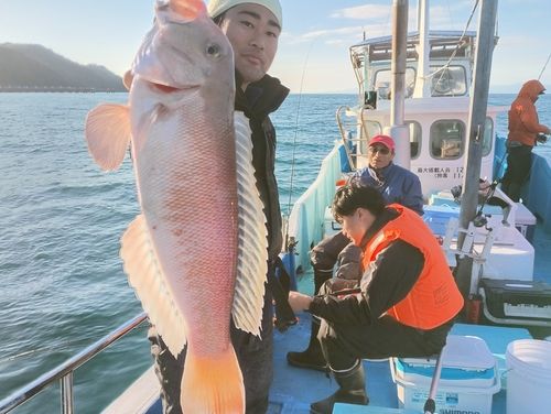 アマダイの釣果