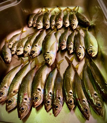 アジの釣果