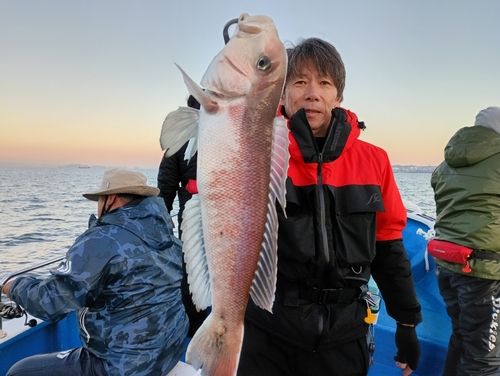 アマダイの釣果