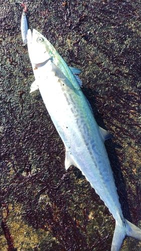 網代浜海水浴場