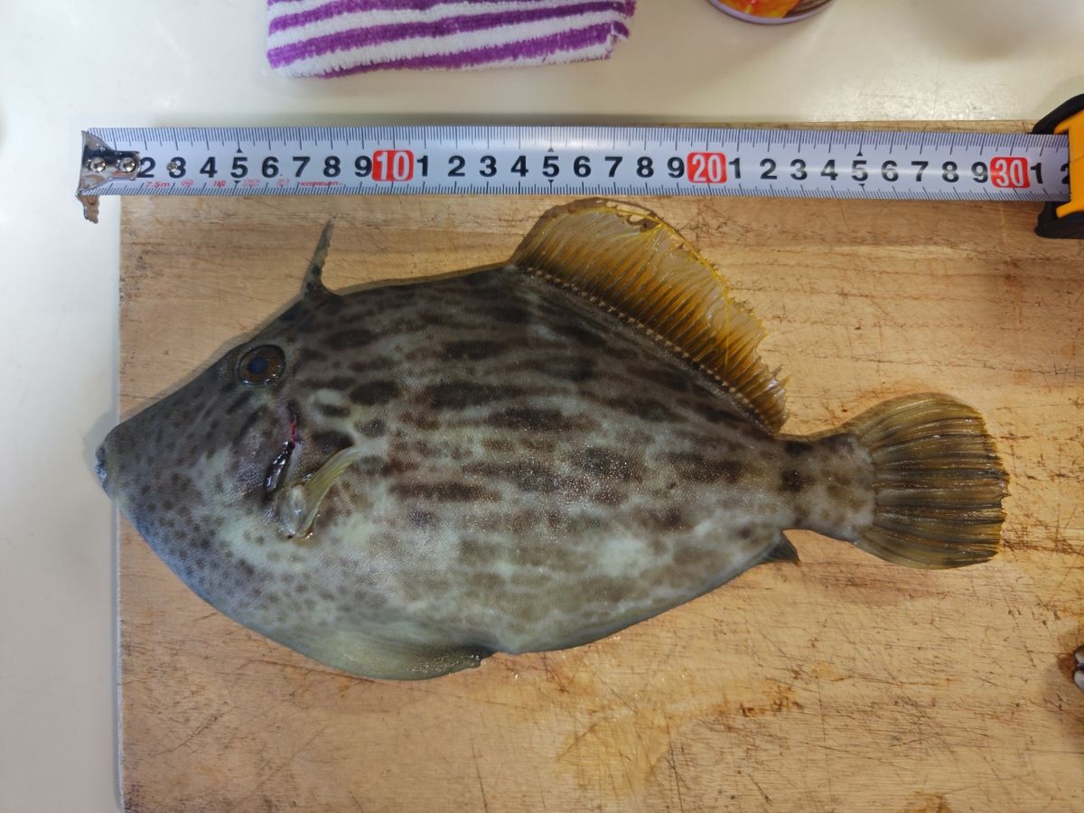 貴斗(タカト)さんの釣果 1枚目の画像