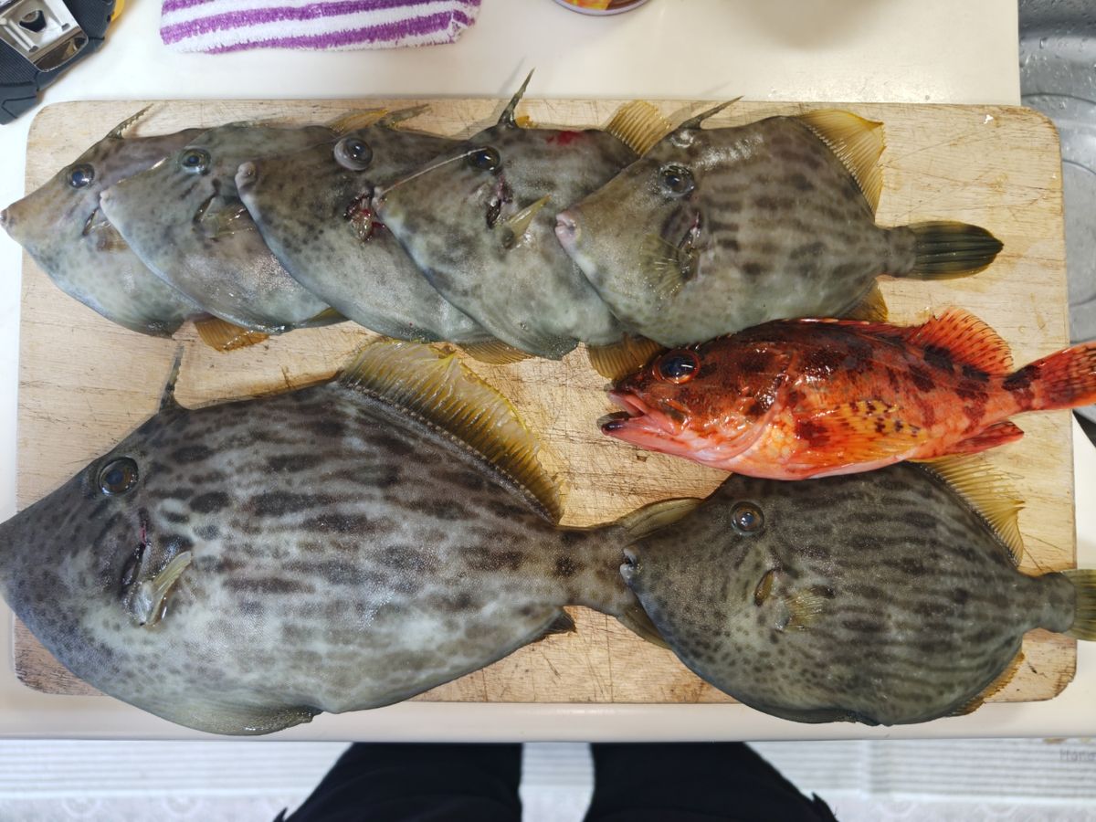 貴斗(タカト)さんの釣果 2枚目の画像