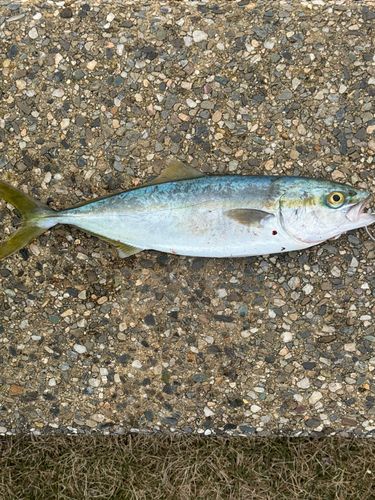 フクラギの釣果