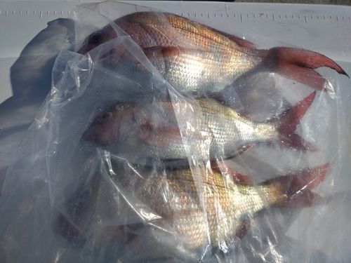 マダイの釣果