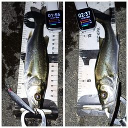 セイゴ（マルスズキ）