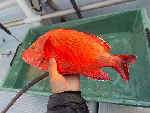 ヒメフエダイの釣果