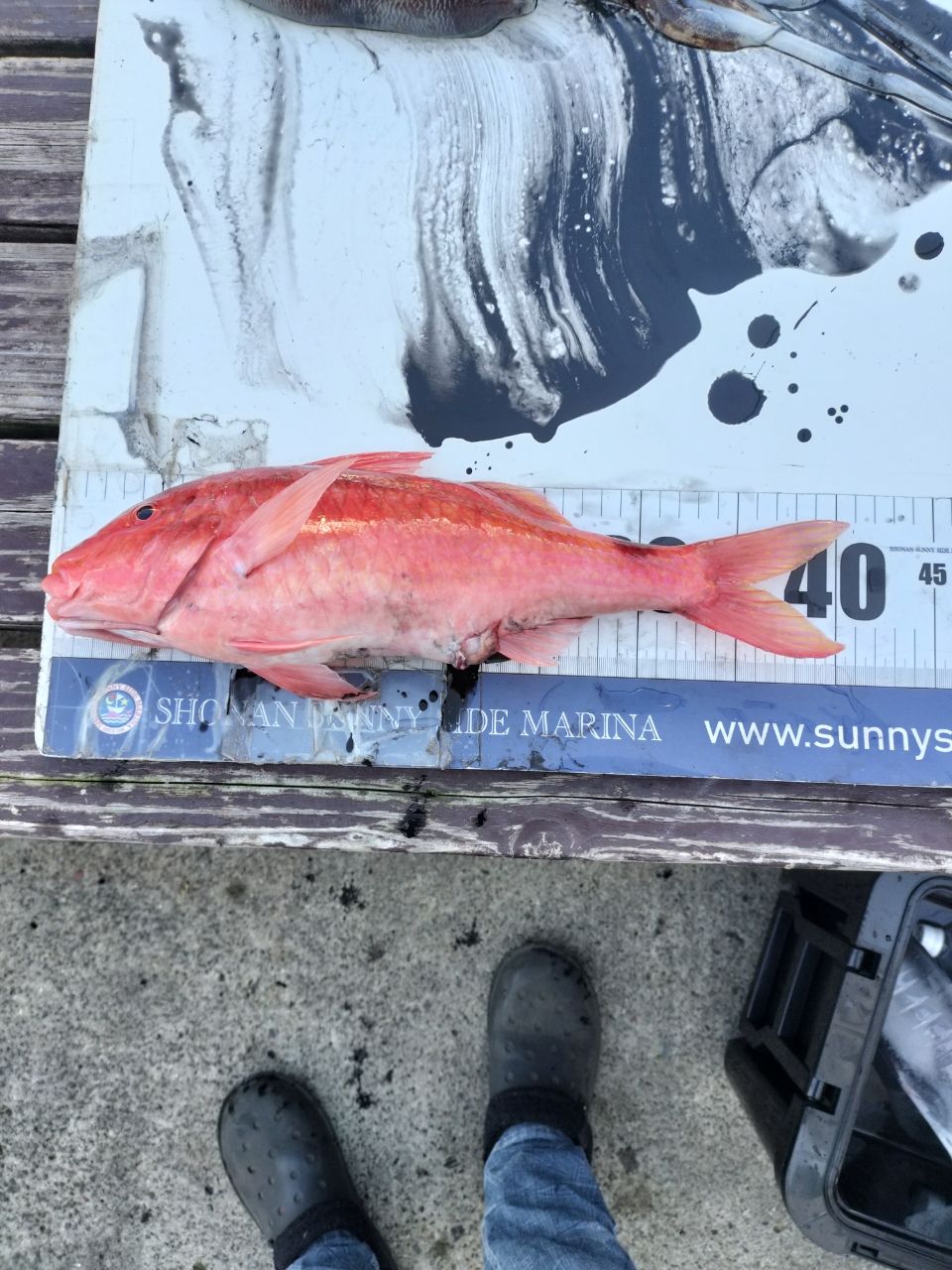 ホウライヒメジ