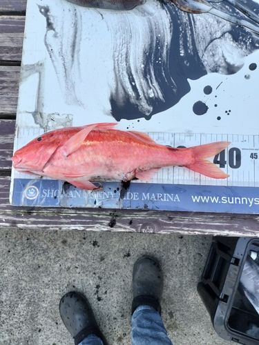 ホウライヒメジの釣果