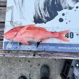 ホウライヒメジ