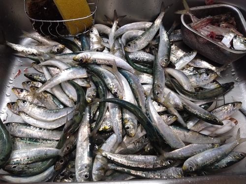 マイワシの釣果